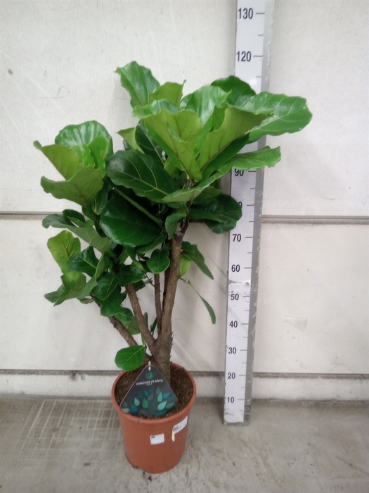 <h4>Ficus lyrata</h4>