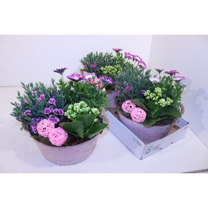 ARR TUINPLANTEN