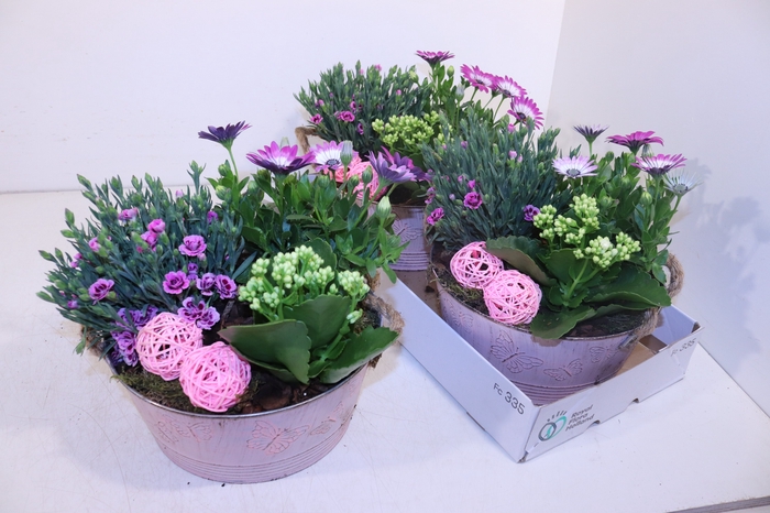 <h4>ARR TUINPLANTEN</h4>