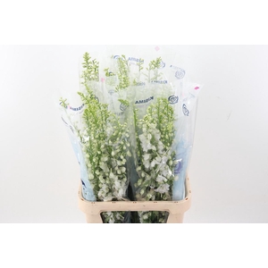 Delph Du C Wh Shades