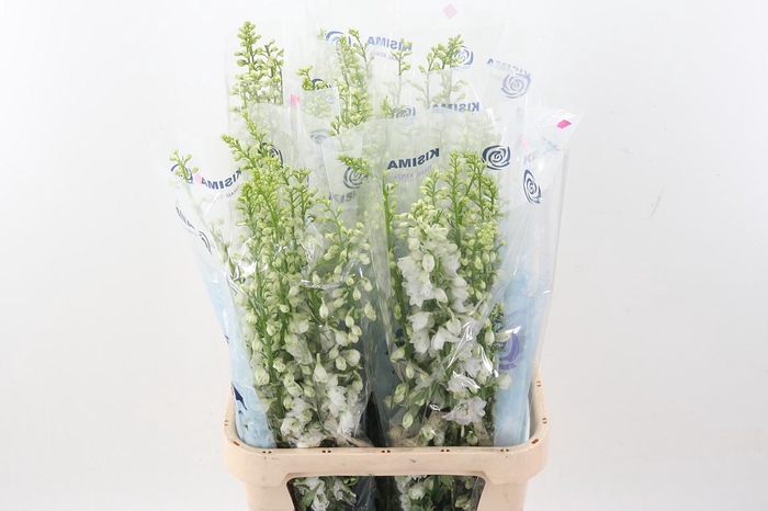 <h4>Delph Du C Wh Shades</h4>