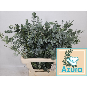 EUCA GU AZURA