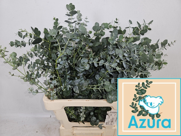 <h4>EUCA GU AZURA</h4>