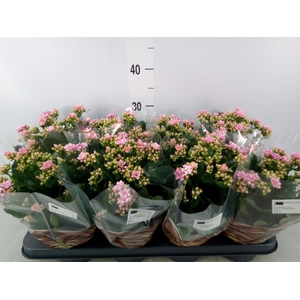 Kalanchoe blos.   ..rosebud