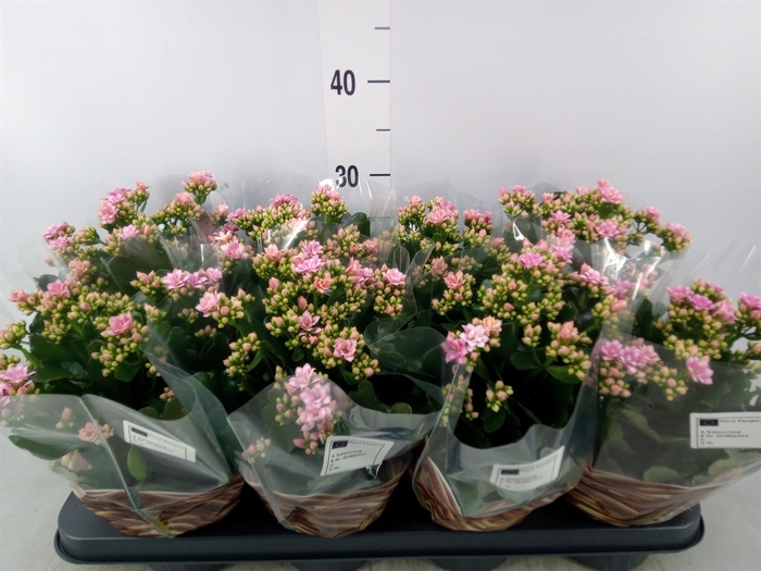 <h4>Kalanchoe blos.   ..rosebud</h4>