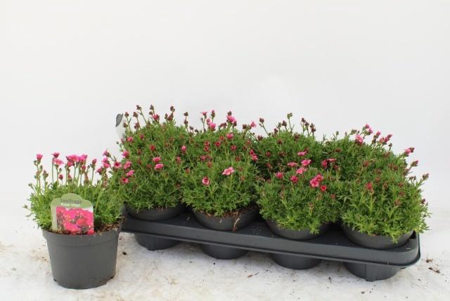 <h4>SAXIF AR MARTO ROSE</h4>