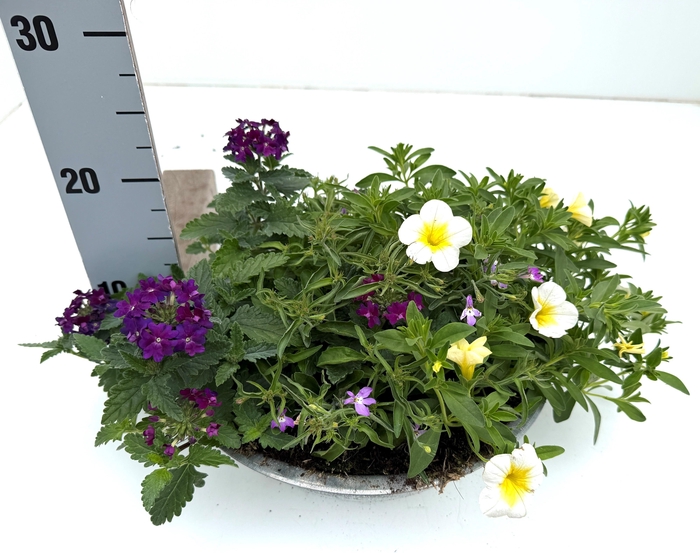 <h4>PERKPL GEM IN POT</h4>