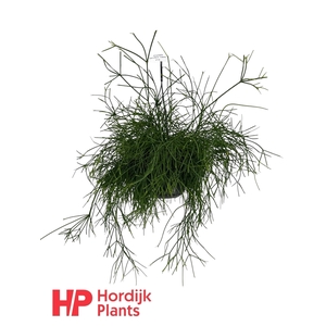 Rhipsalis baccifera 'Oasis'