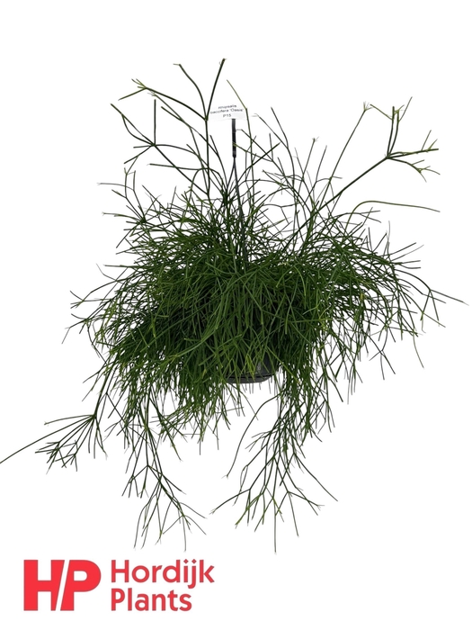 <h4>Rhipsalis baccifera 'Oasis'</h4>