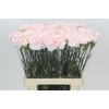 Dianthus St Maruchi