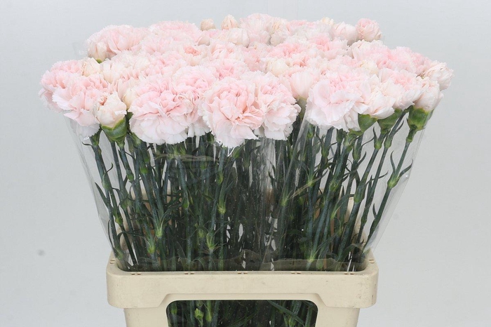 Dianthus St Maruchi