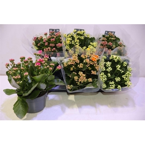 arr8 Kal Ge Gem 5 Kl