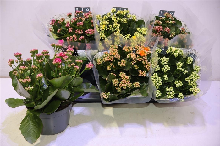 <h4>arr8 Kal Ge Gem 5 Kl</h4>