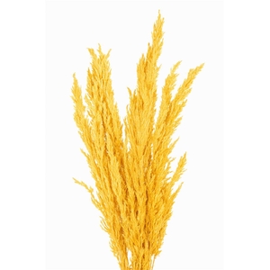 Dried Pampas Gras Yellow (8 Stems) Bunch