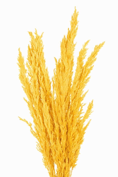 <h4>Dried Pampas Gras Yellow (8 Stems) Bunch</h4>