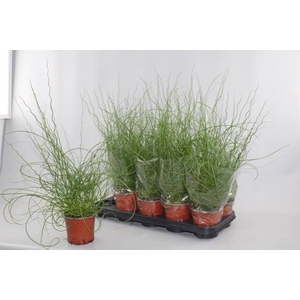 JUNCUS EF SPIRALIS