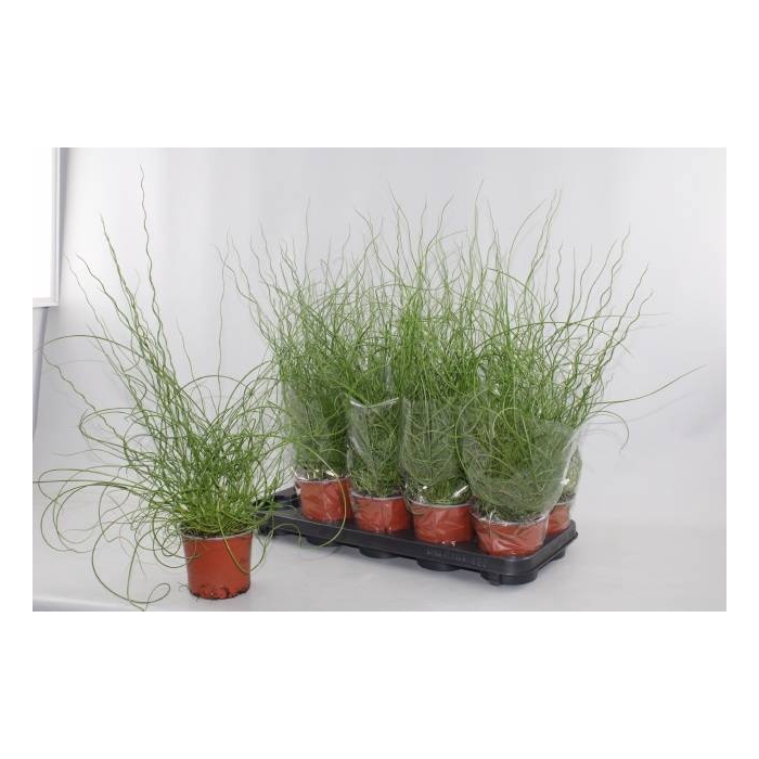 <h4>JUNCUS EF SPIRALIS</h4>