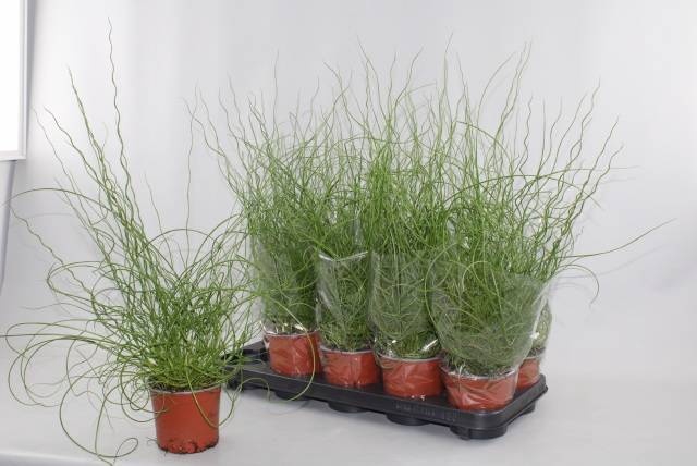 JUNCUS EF SPIRALIS
