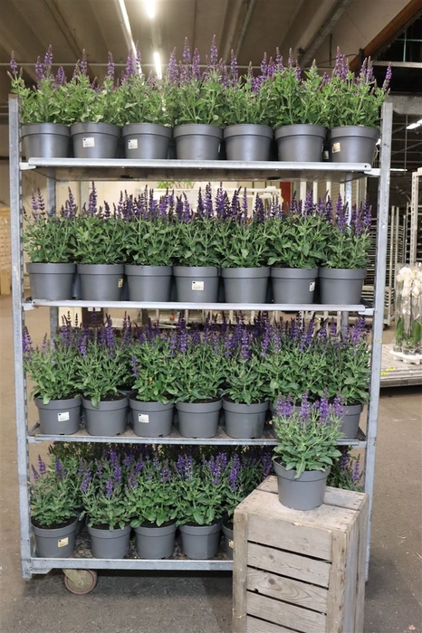 <h4>Salvia S April Night</h4>