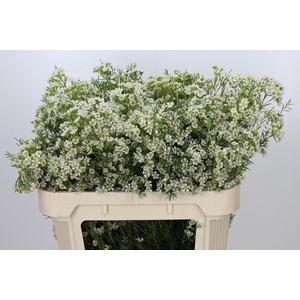 Chamelaucium Ofir