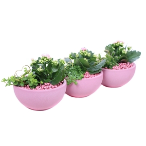 Opgemaakte valentijn schaal met kalanchoe,perperomia en parels