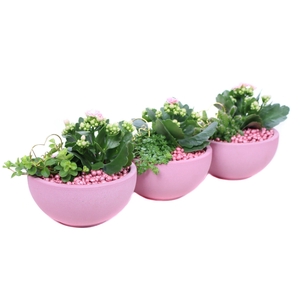 Opgemaakte valentijn schaal met kalanchoe,perperomia en parels