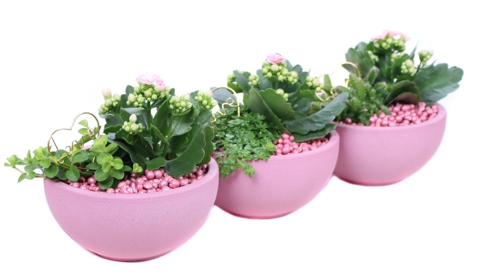 <h4>Opgemaakte valentijn schaal met kalanchoe,perperomia en parels</h4>