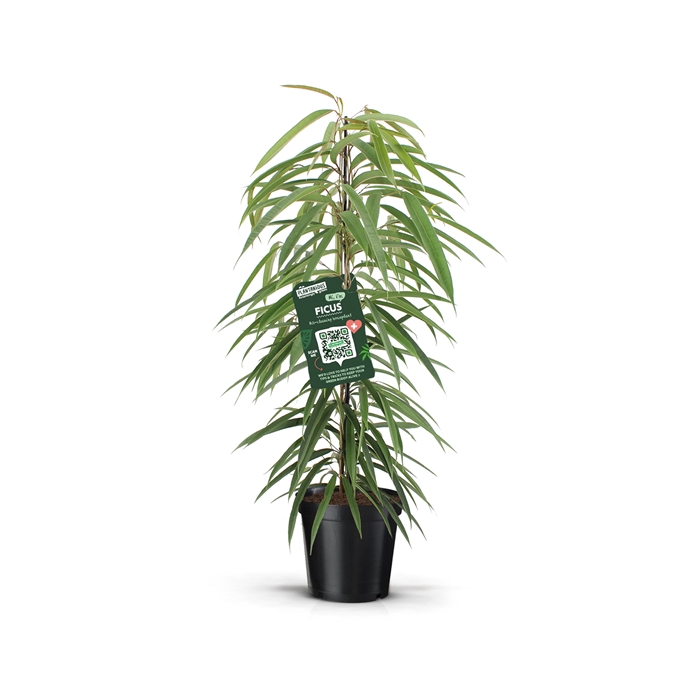 <h4>Ficus binnendijkii alii</h4>