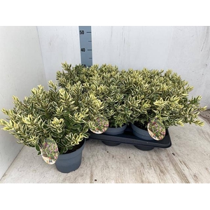HEBE AND VARIEGATA