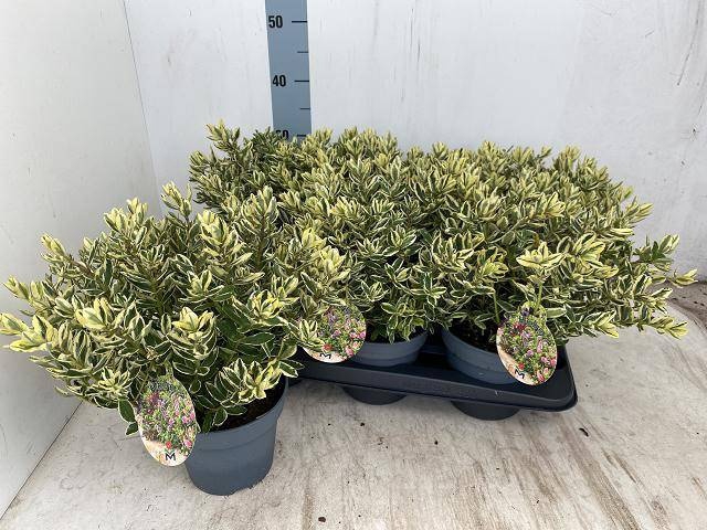 <h4>HEBE AND VARIEGATA</h4>
