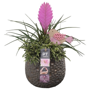 PTIB6459 Arrangement Indoor in keramiek pot