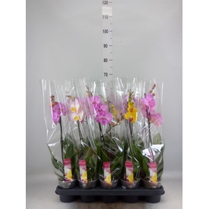 Phalaenopsis   ...mix