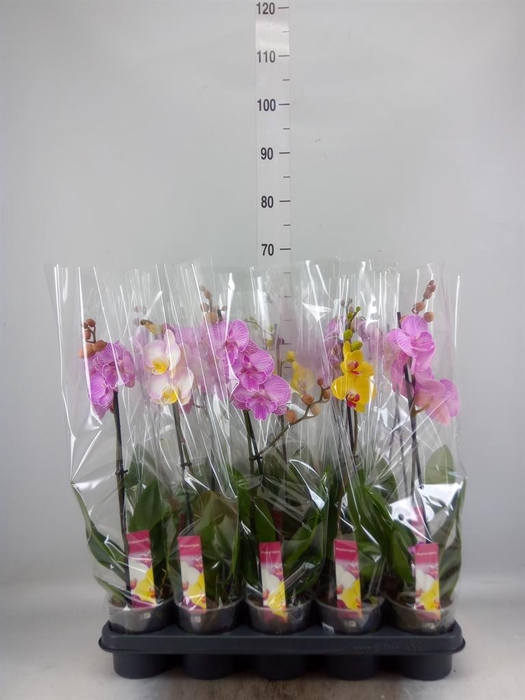 <h4>Phalaenopsis   ...mix</h4>