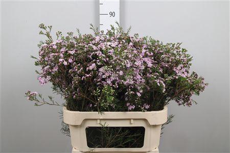 <h4>Chame Un Danc Queen</h4>