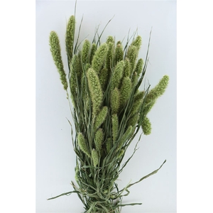 DRIED SETARIA NATURAL BUNCH