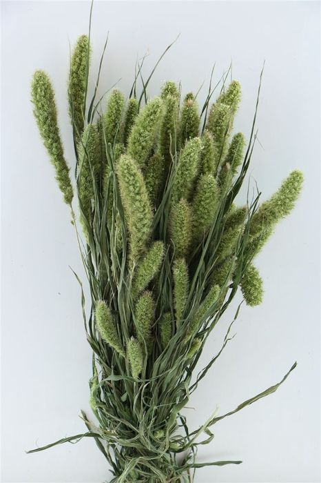 DRIED SETARIA NATURAL BUNCH