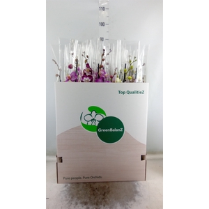 Phalaenopsis   ...mix