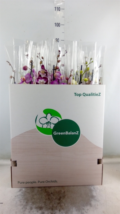 <h4>Phalaenopsis   ...mix</h4>