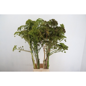 FOENICULUM VULGARE 150CM
