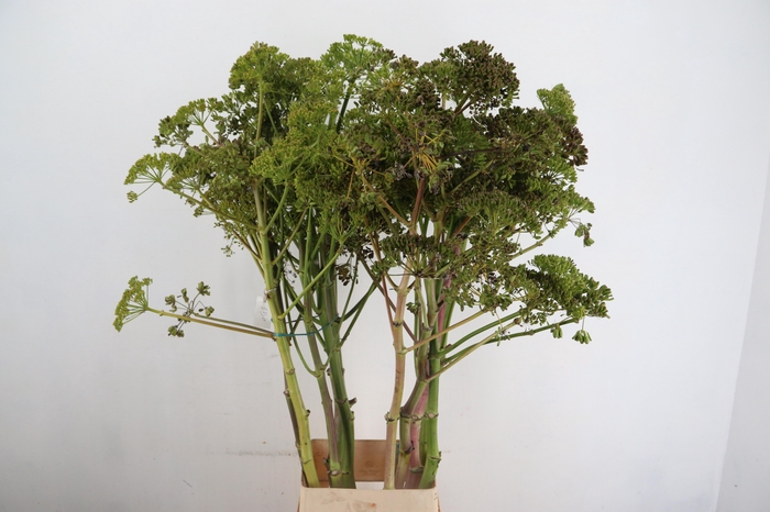 <h4>FOENICULUM VULGARE 150CM</h4>