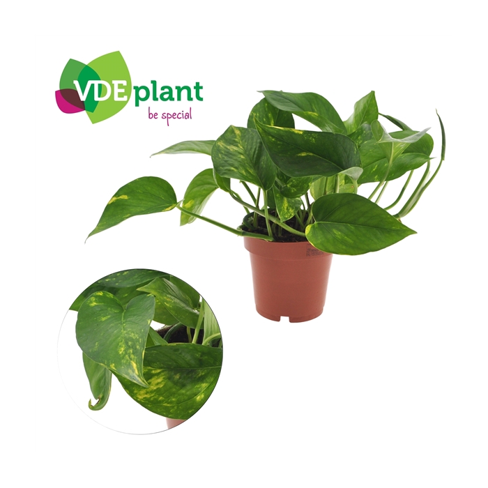 <h4>Epipremnum Aureum 12cm</h4>