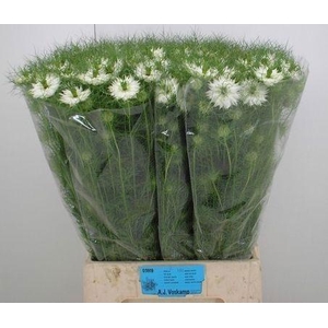 NIGE D BRIDAL WHITE