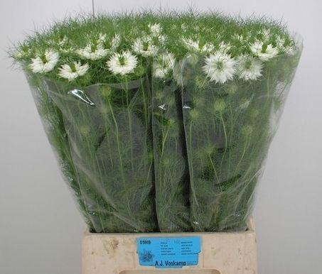 <h4>NIGE D BRIDAL WHITE</h4>