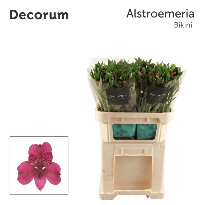 <h4>ALSTR BIKINI Decorum</h4>