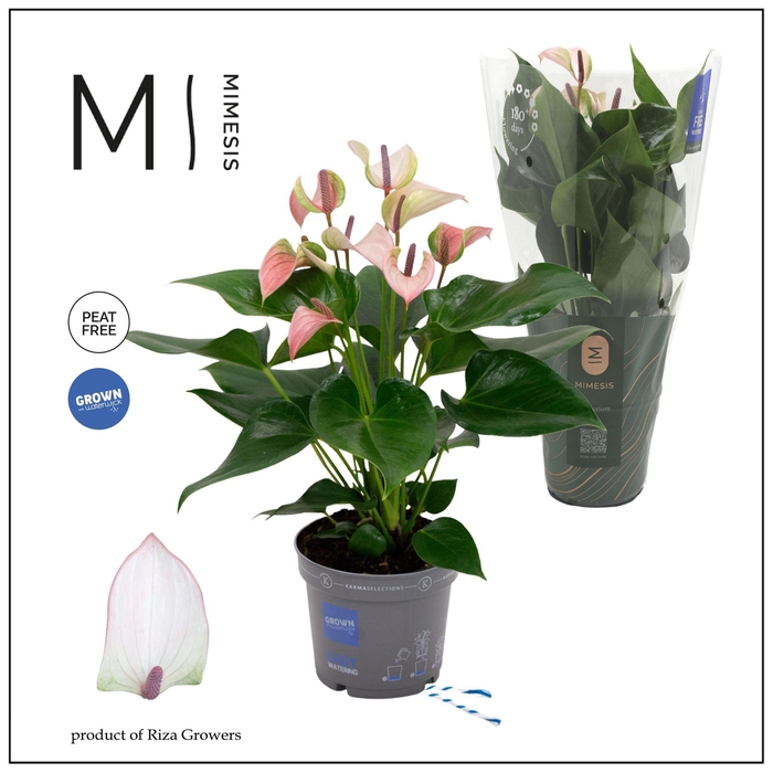 <h4>Mimesis Anthurium KARMA Pulse - 12cm</h4>