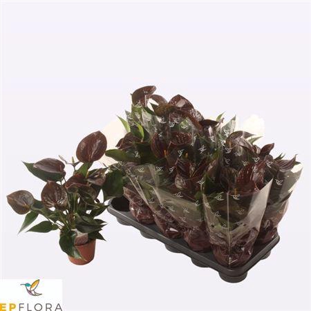 <h4>Anthu An C Chocolate 4+</h4>