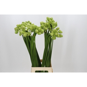 Ornithogalum Saundersiae