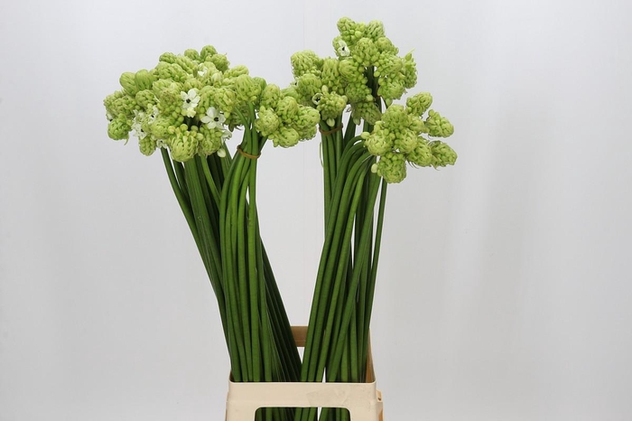 Ornithogalum Saundersiae