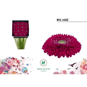 Gerbera Pomponi Big Jazz Diamond per kaart