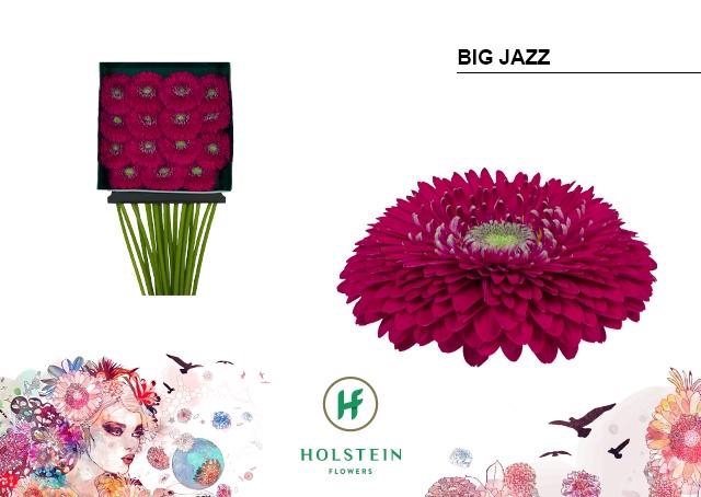 <h4>Gerbera Pomponi Big Jazz Diamond per kaart</h4>
